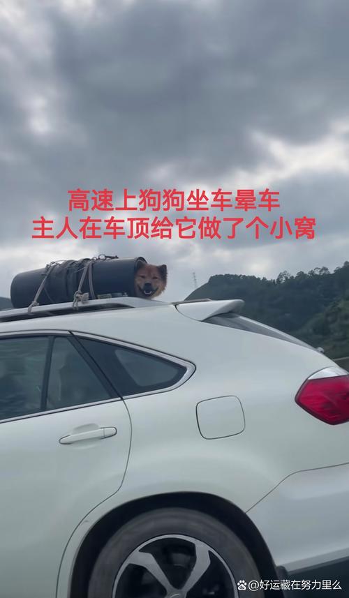 急坏了！狗子连喊带比划邀小伙伴出门玩耍