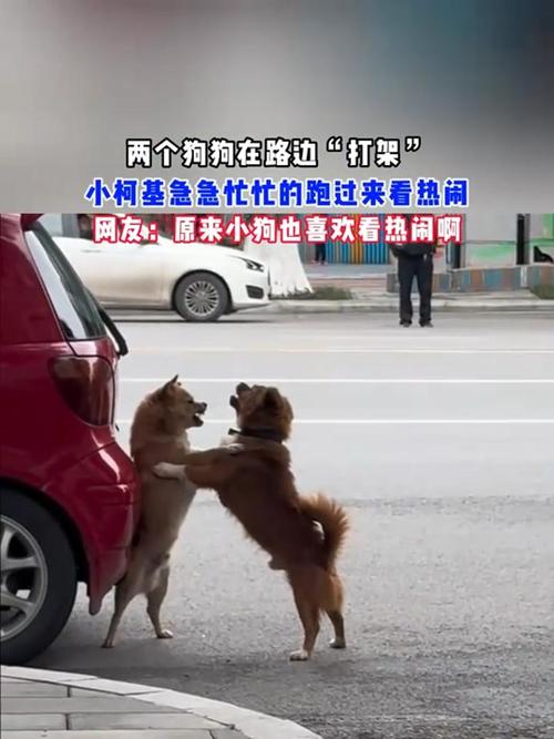 急坏了！狗子连喊带比划邀小伙伴出门玩耍