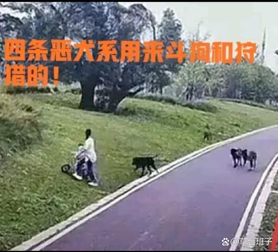 急坏了！狗子连喊带比划邀小伙伴出门玩耍