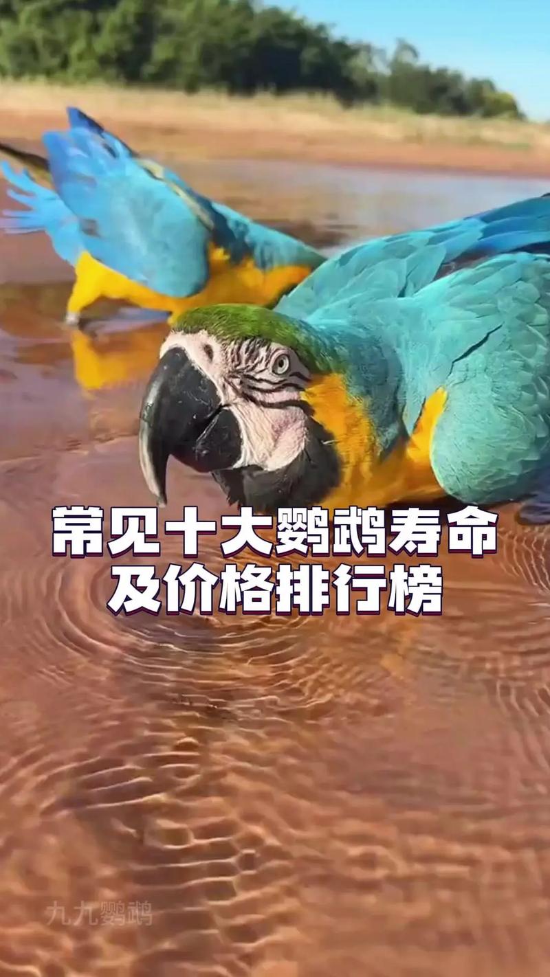 花羽鹦鹉：游戏里的稀有宠物，现实中的濒危物种