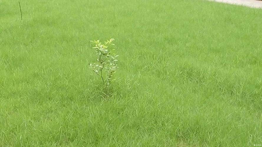 小草社区观看下载免费，告别付费烦恼