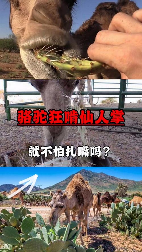 仙人掌刺多扎嘴，骆驼却能大口吃？原来是这个原因