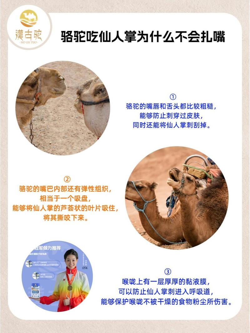 仙人掌刺多扎嘴，骆驼却能大口吃？原来是这个原因