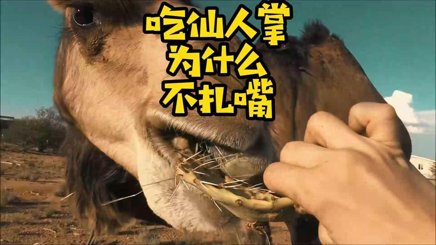仙人掌刺多扎嘴，骆驼却能大口吃？原来是这个原因