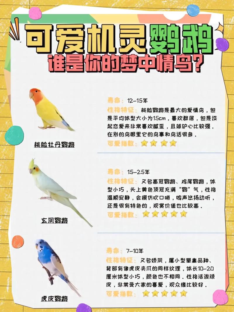 想了解花羽鹦鹉？这篇科普文章带你全面认识它