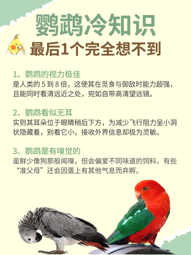 想了解花羽鹦鹉？这篇科普文章带你全面认识它