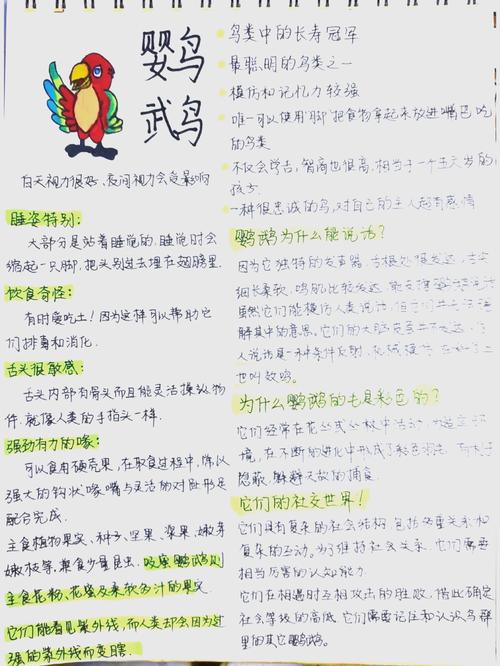 想了解花羽鹦鹉？这篇科普文章带你全面认识它