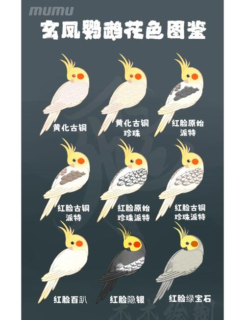 想了解花羽鹦鹉？这篇科普文章带你全面认识它