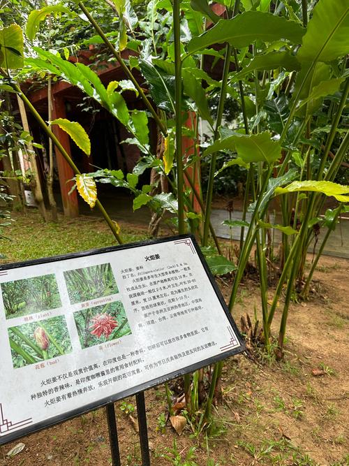 你知道世界上生长速度最快的植物吗？答案揭晓！