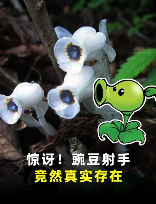 你知道世界上生长速度最快的植物吗？答案揭晓！