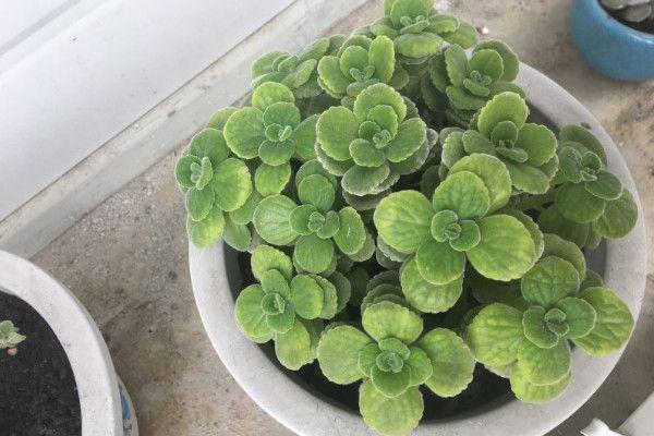 你知道世界上生长速度最快的植物吗？答案揭晓！