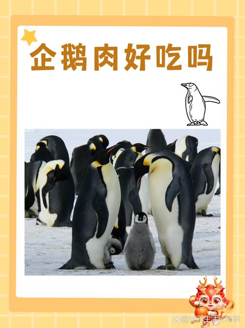 企鹅吃什么？不同种类企鹅食谱大不同