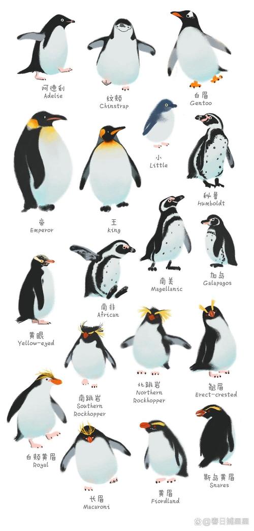 企鹅吃什么？不同种类企鹅食谱大不同