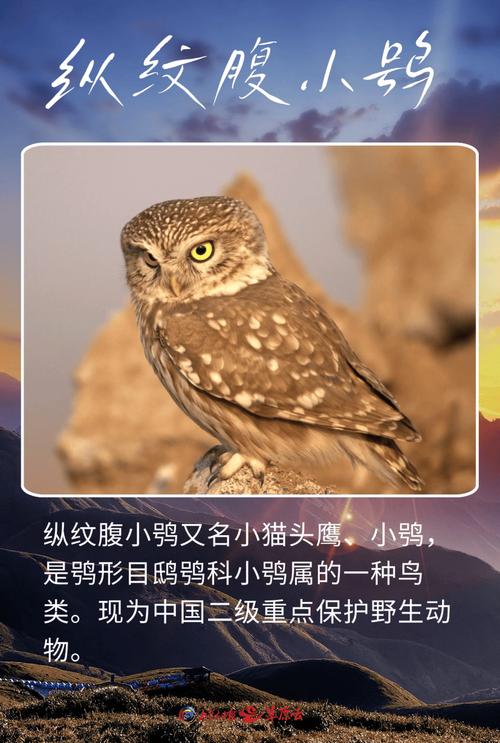 想养宠物猫头鹰？先了解法律规定和现实难题