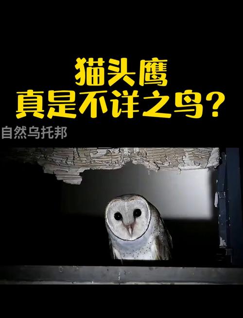想养宠物猫头鹰？先了解法律规定和现实难题