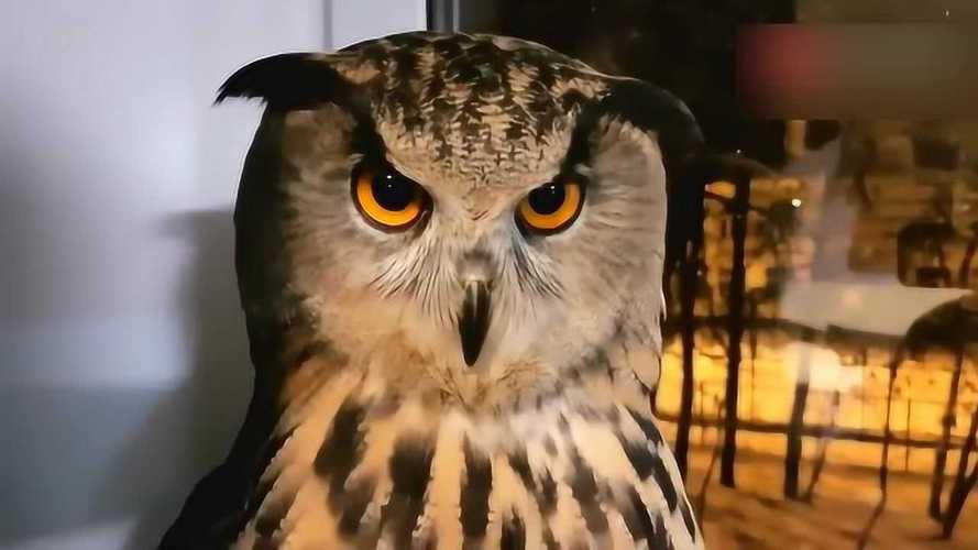 想养宠物猫头鹰？先了解法律规定和现实难题
