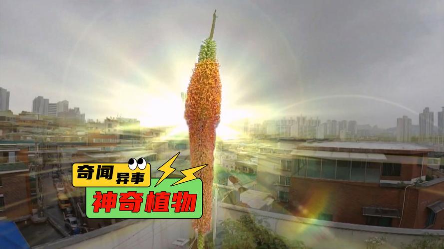 世界上生长最快的植物，一天能长多高？