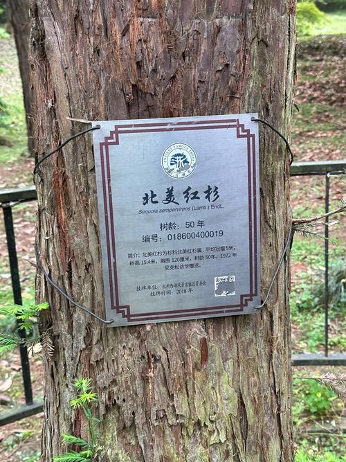 世界上生长最快的植物，一天能长多高？