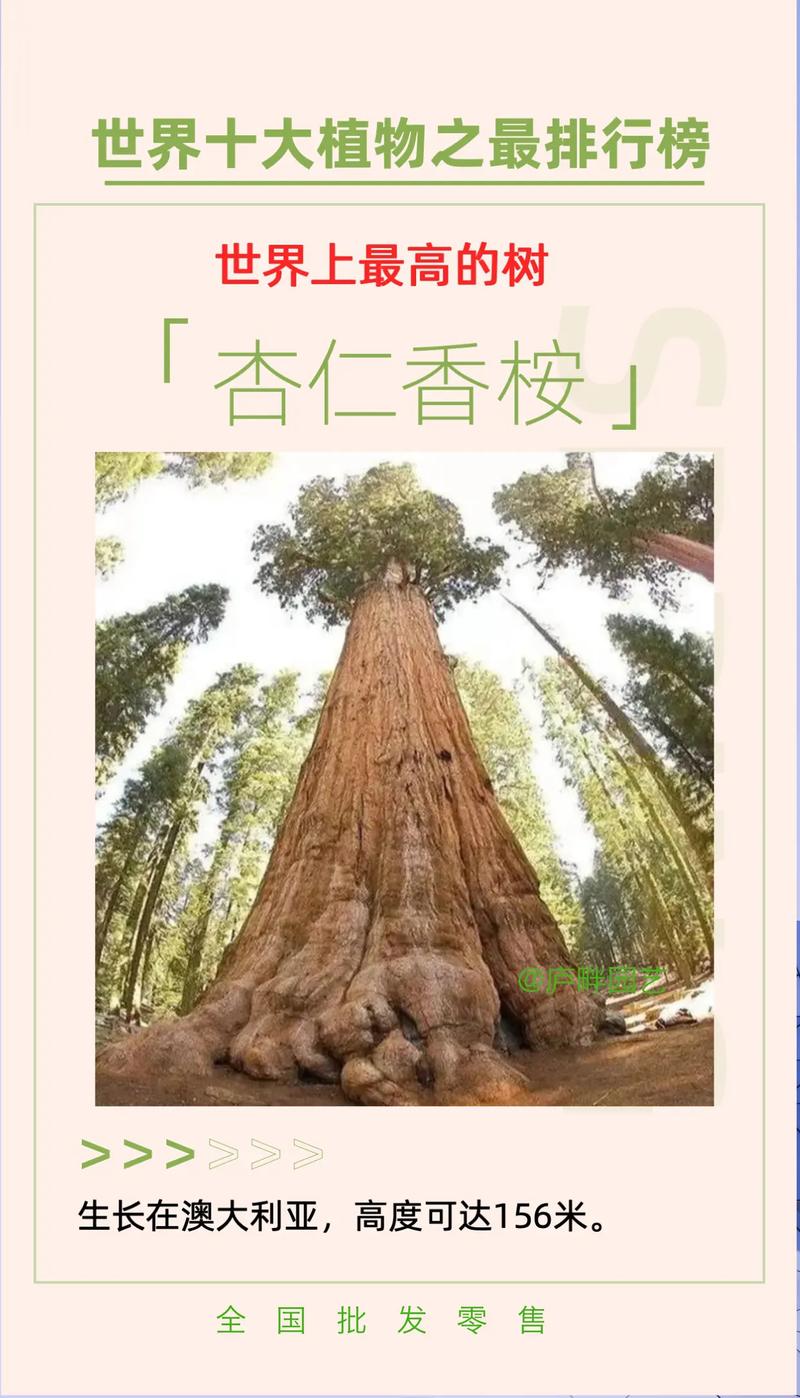 世界上生长最快的植物，一天能长多高？