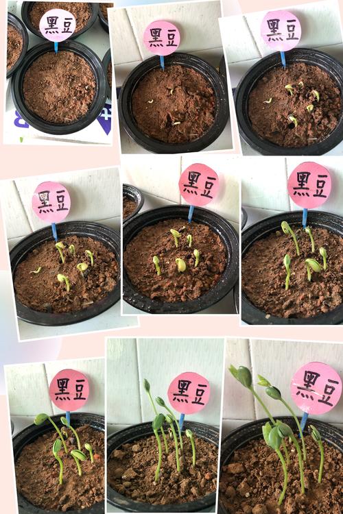 世界上生长最快的植物，一天能长多高？