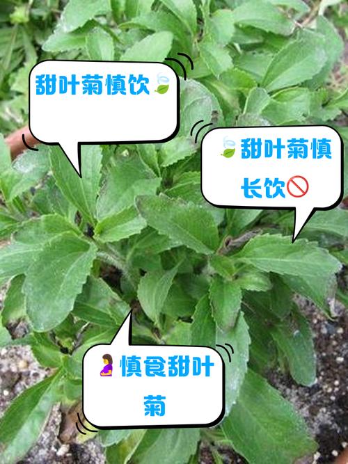 深入了解菊草叶：特性技能及弱点全面解读