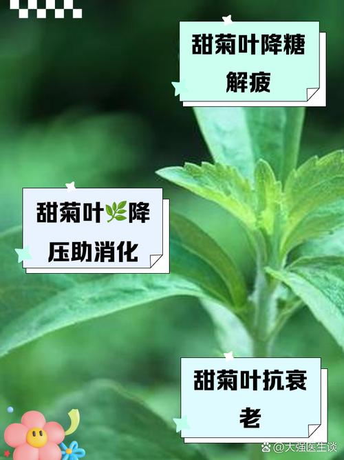 深入了解菊草叶：特性技能及弱点全面解读