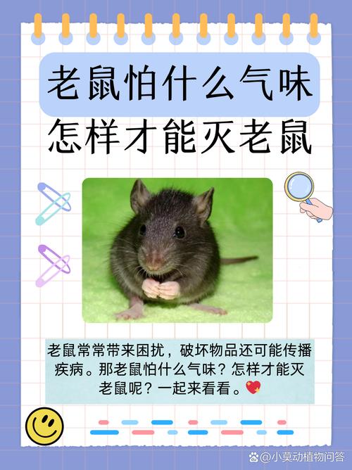 耗子尾汁是什么？这句网络流行语的由来和解释