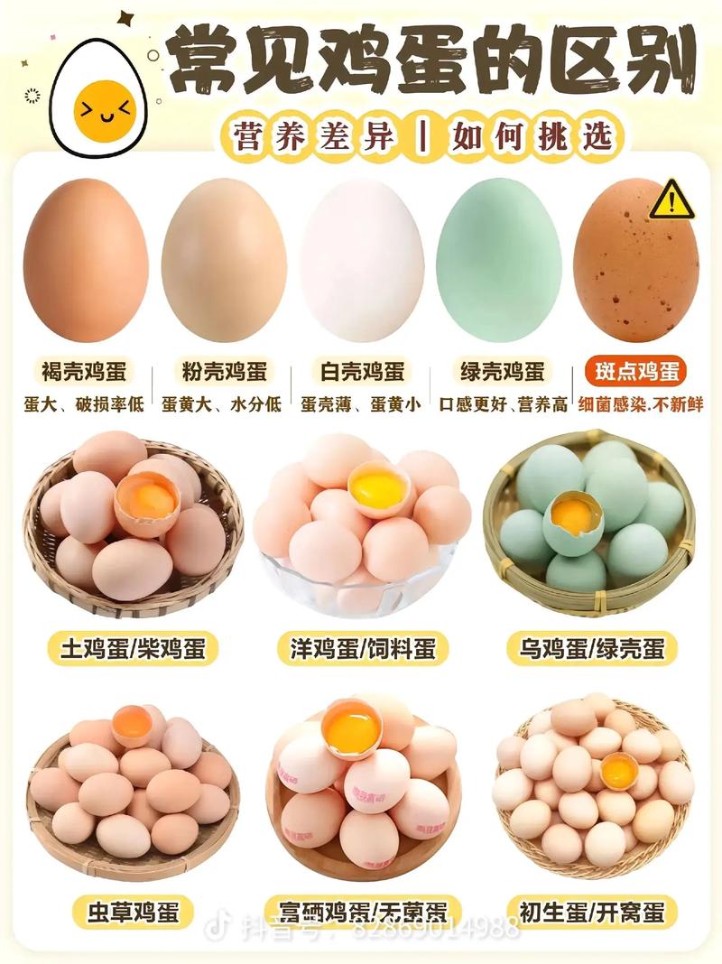 蛋蛋鸡好养吗？新手小白也能轻松养蛋蛋鸡！