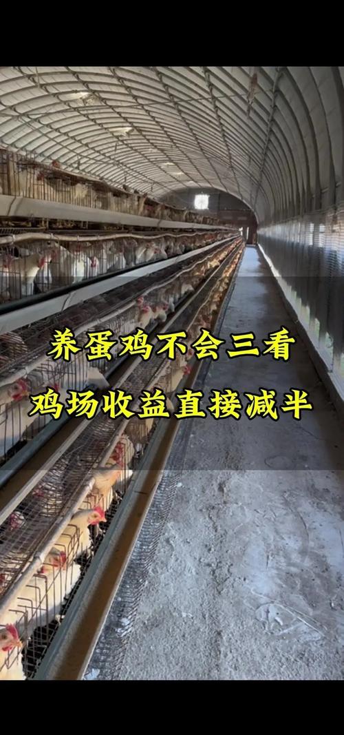 蛋蛋鸡好养吗？新手小白也能轻松养蛋蛋鸡！
