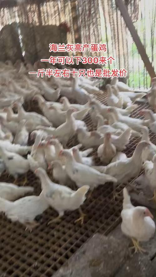 蛋蛋鸡好养吗？新手小白也能轻松养蛋蛋鸡！