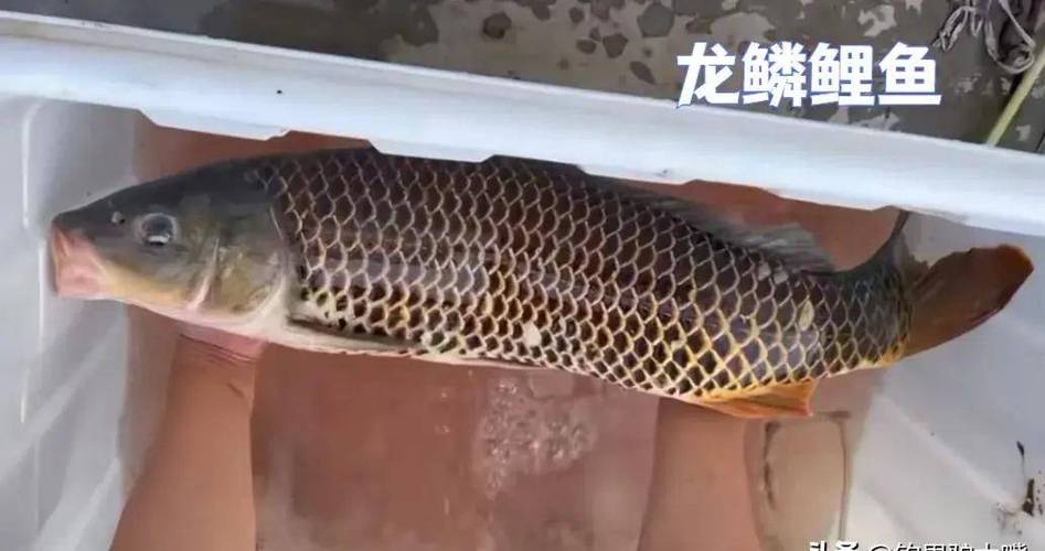 白龙鳞交易价格及市场行情分析：白龙鳞值多少钱？