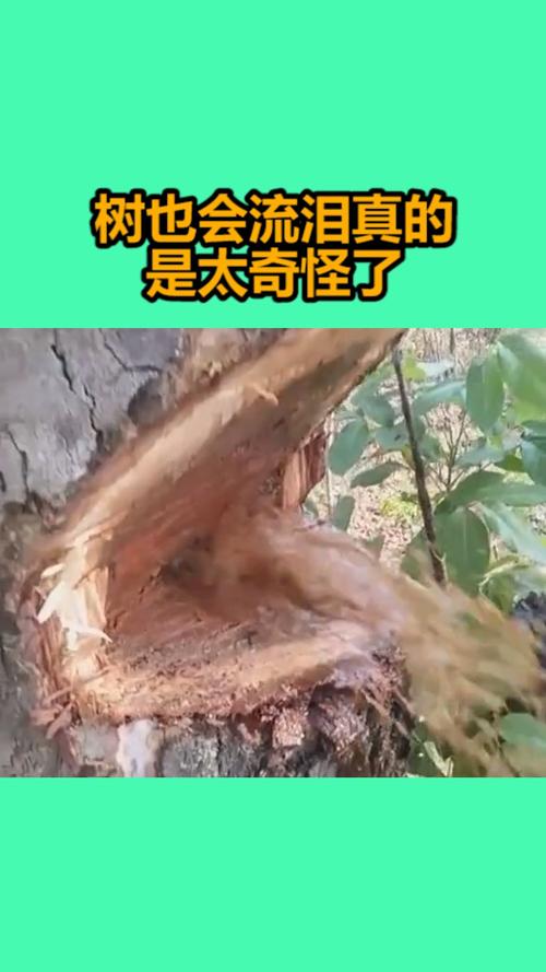 会流泪的树是什么树？它背后隐藏着什么秘密？
