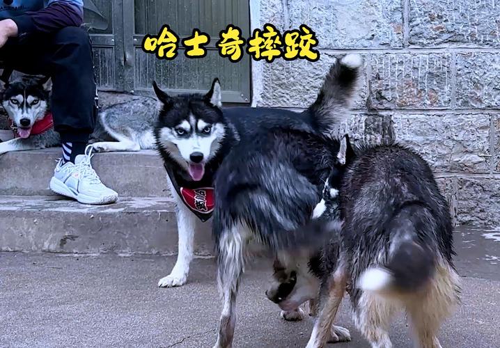 红警2哈士奇大战：沙场点兵，二哈称王！