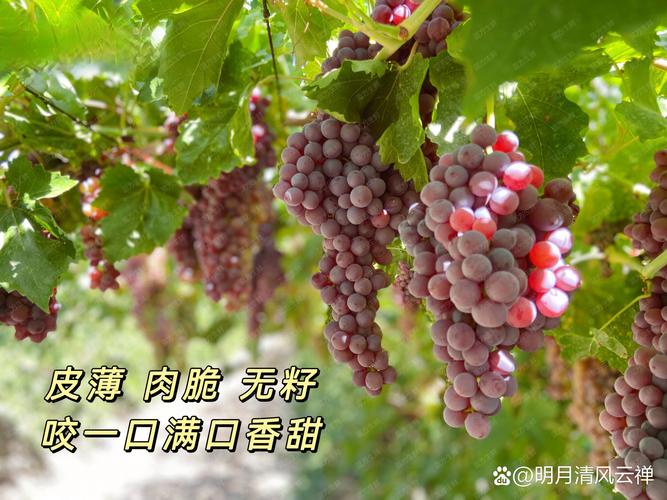 葡萄成熟时最新版本下载地址：高清资源分享