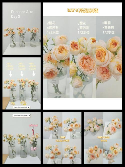 战争与玫瑰最新版本评测：玩家口碑大揭秘