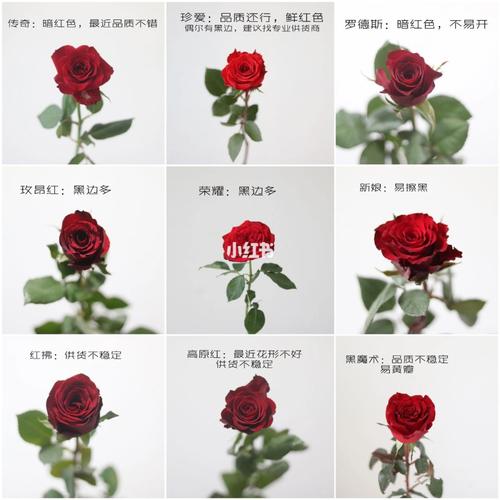 战争与玫瑰最新版本评测：玩家口碑大揭秘