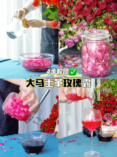 战争与玫瑰最新版本评测：玩家口碑大揭秘
