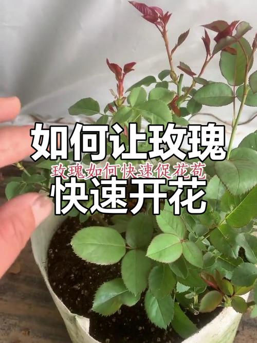 战争与玫瑰最新版本评测：玩家口碑大揭秘