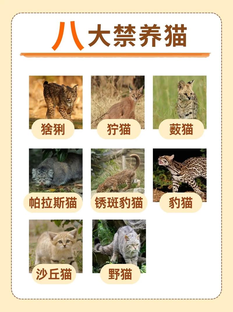 深度解析野猫最新版本：全面提升用户体验