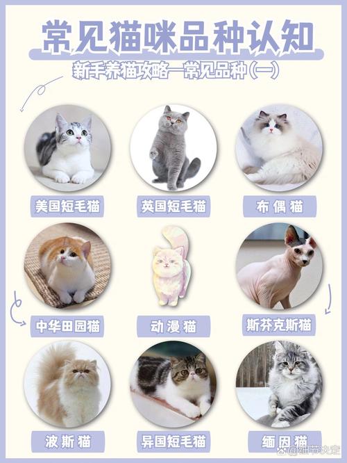 当你的猫咪游戏攻略：解锁全部猫咪品种