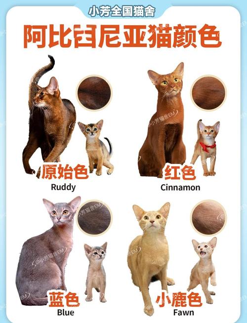 当你的猫咪游戏攻略：解锁全部猫咪品种