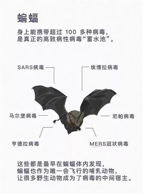 还在找最后的亢奋下载地址？这里分享靠谱资源，避免病毒风险