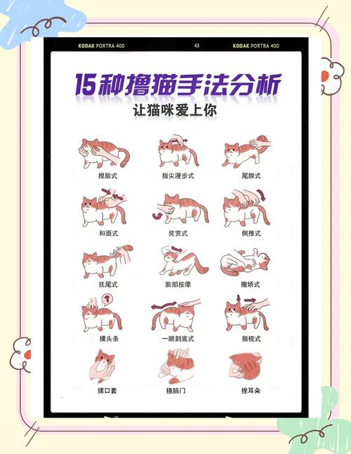 最新猫研社游戏攻略：帮你玩转恋爱养成全流程