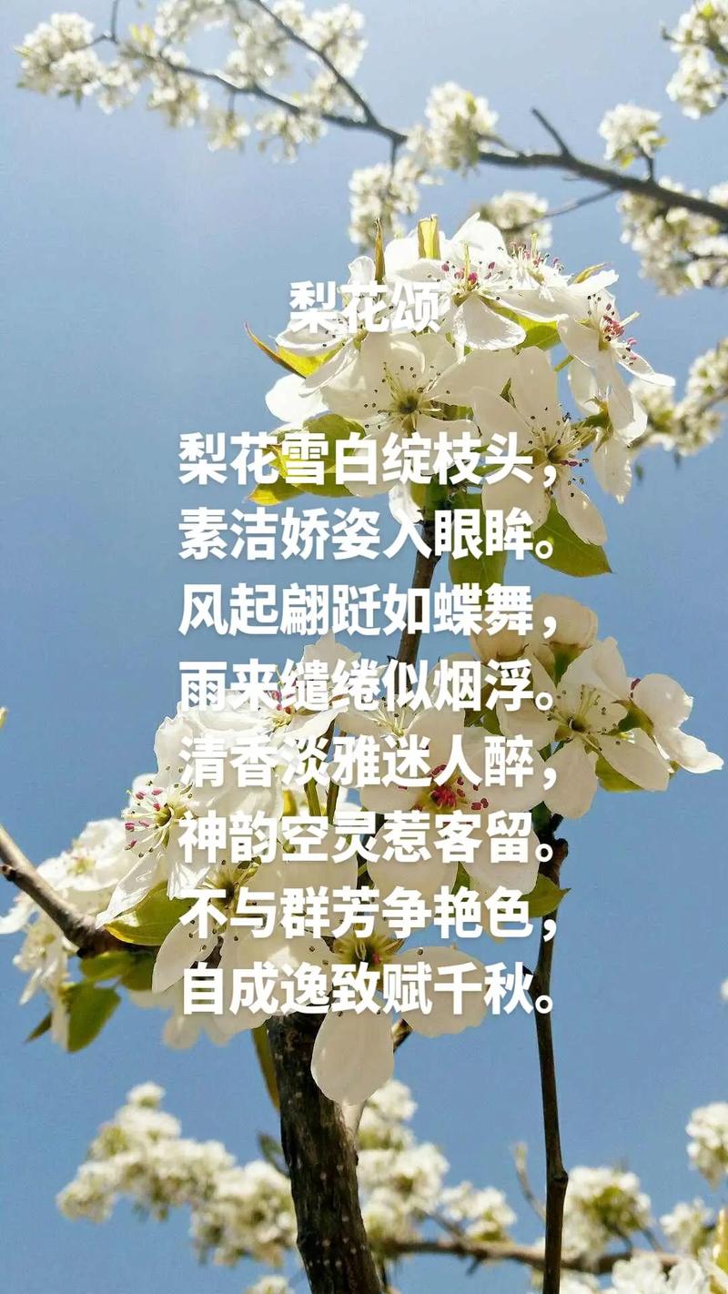 今日蚂蚁庄园答案揭晓：梨花诗句，你答对了吗？
