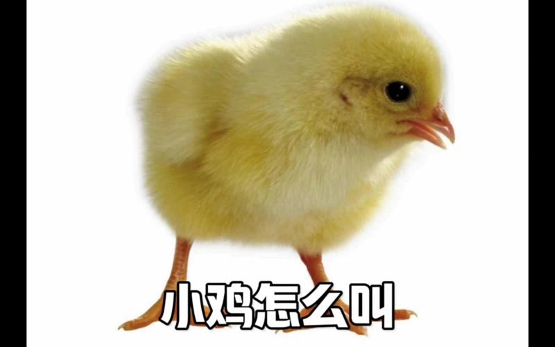 尖叫吧小鸡仔：萌系小鸡带你体验轻松一刻