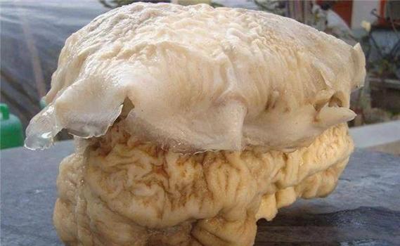 四十一斤太岁是啥？揭秘神秘生物的真面目！