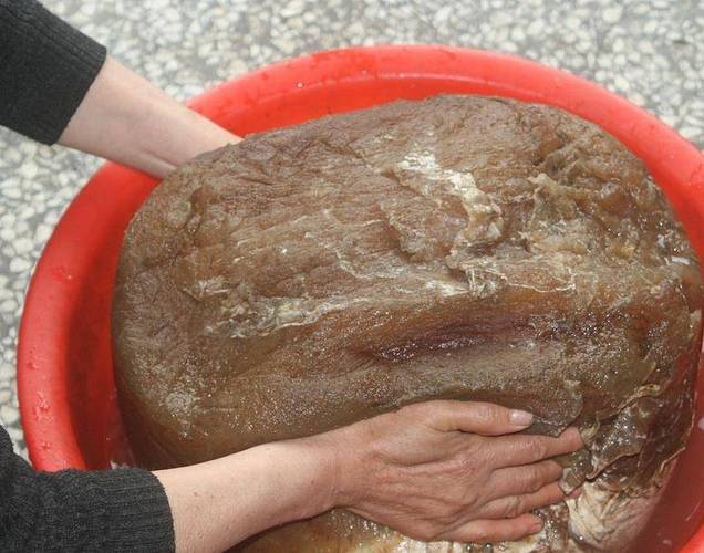四十一斤太岁是啥？揭秘神秘生物的真面目！