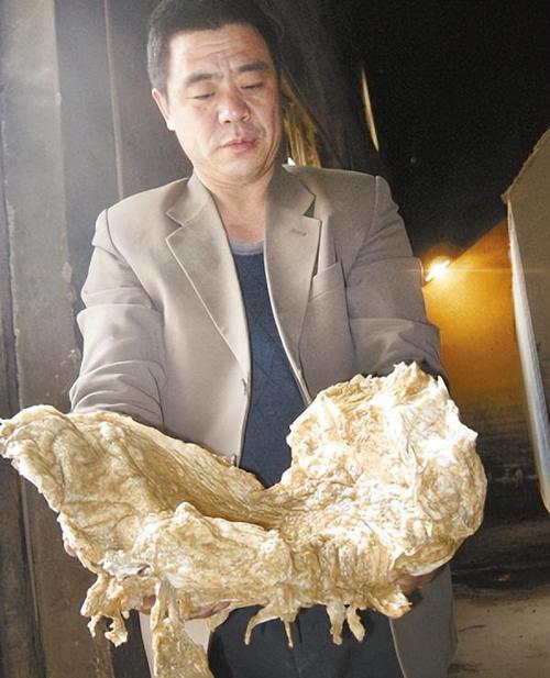 四十一斤太岁是啥？揭秘神秘生物的真面目！