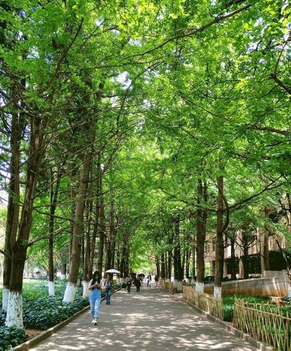阳光的夏天：追忆经典，重温杨光的夏日传奇