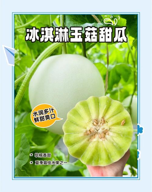 Melon是什么意思？甜瓜？还是其他含义？